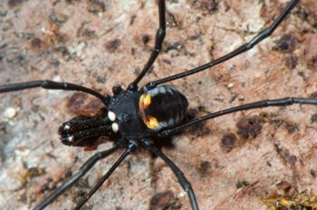 Media type: image;   Invertebrate Zoology 129583